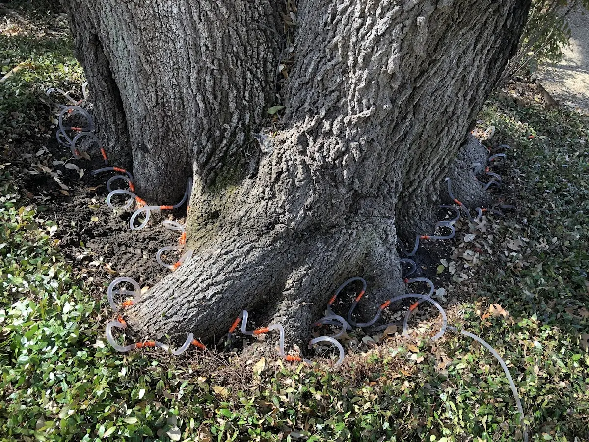 Detailed Tree Cabling and Bracing job site in Hiwassee