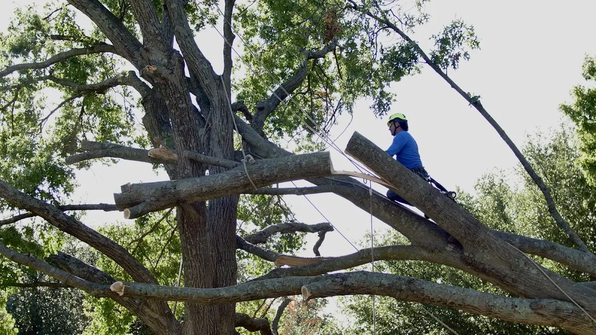 Professional Crown Thinning performed by certified arborists in Hiwassee