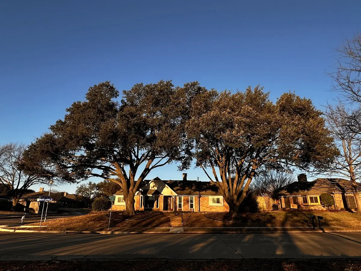 Established residential canopy tree shading a home in Hiwassee
